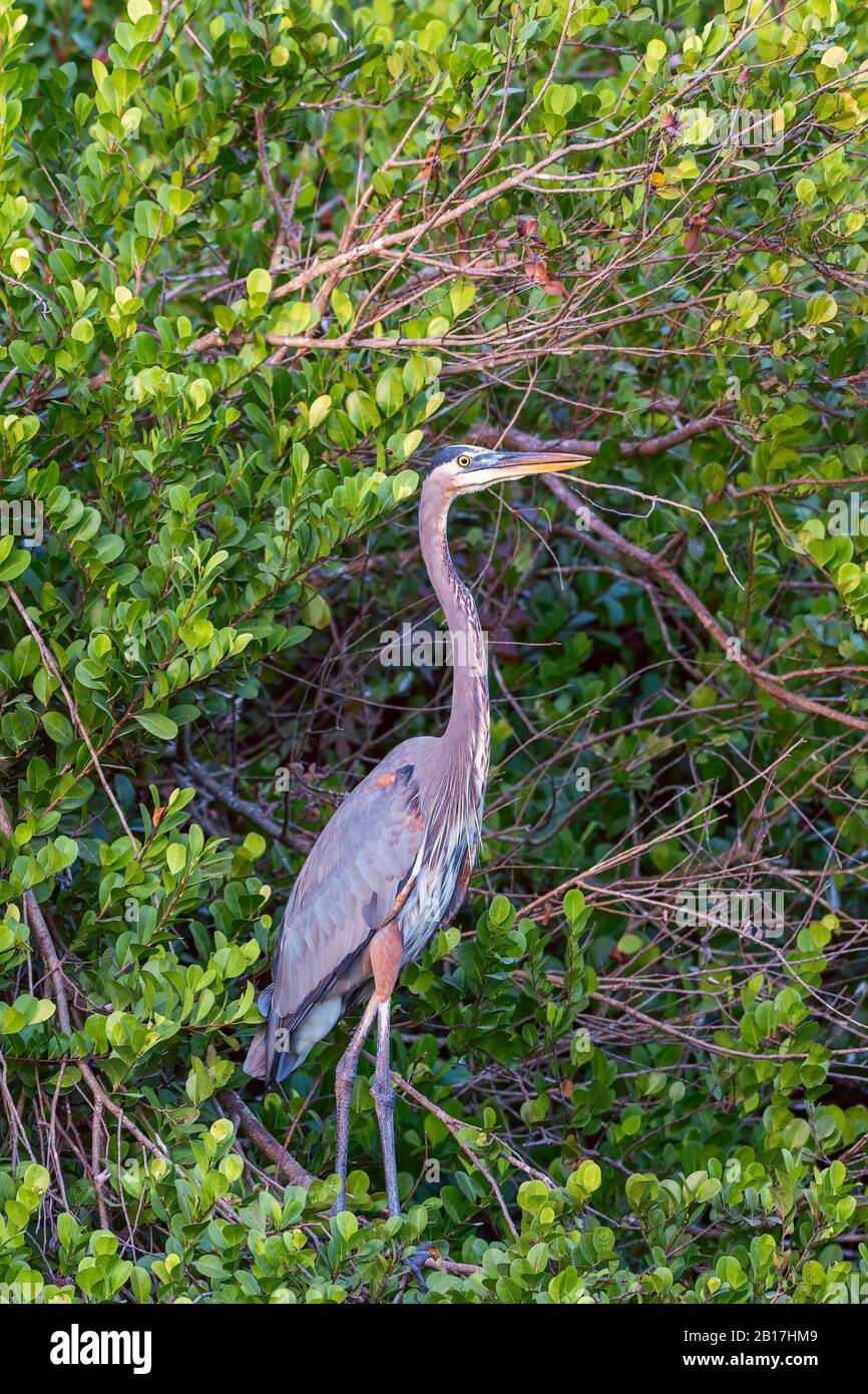 Großer blauer Reiher (Ardea herodias), der auf einer Filiale in Big Cypress National Preserve steht. Florida. USA Stockfoto