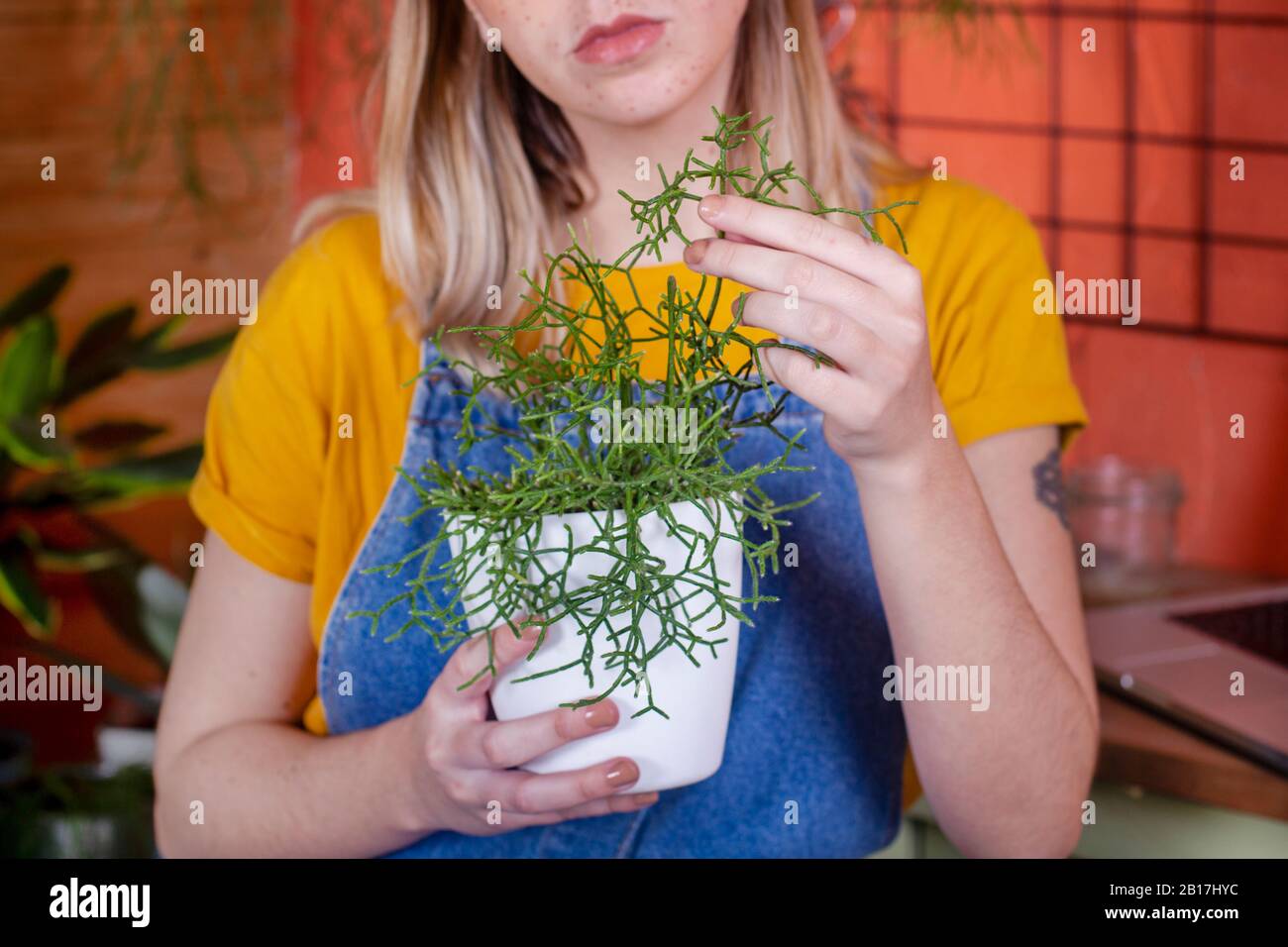 Nahaufnahme der Frau, die sich um eine Rhipsalis Anlage auf ihrer Terrasse kümmert Stockfoto