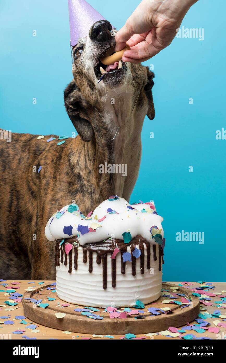 Hund mit Geburtstagskuchen zum Jubiläum Stockfoto
