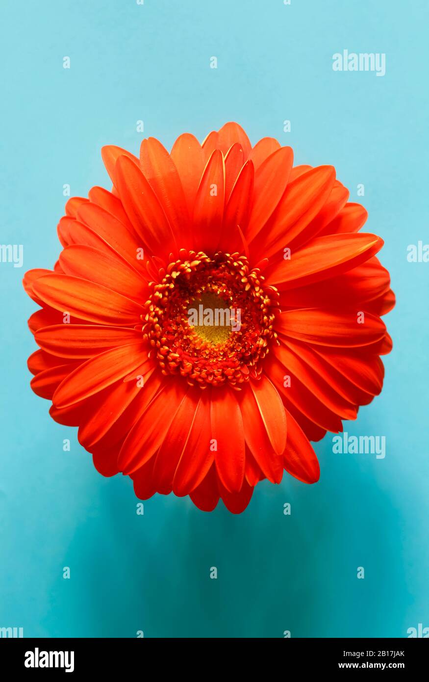 Studio-Aufnahme von roter Gerbera Blume auf blauem Hintergrund Stockfoto