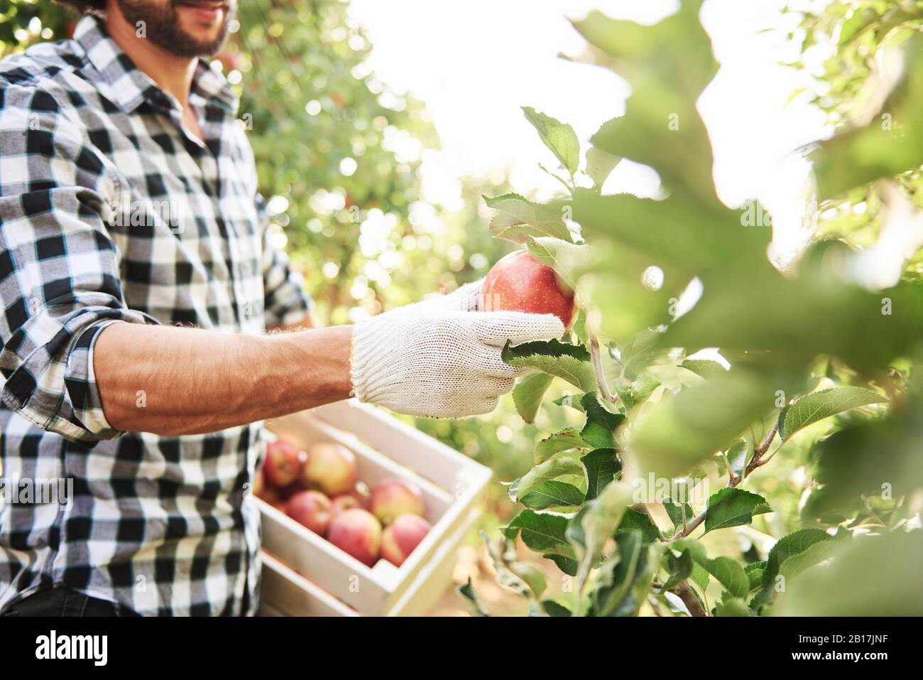 Obstbauer erntet Äpfel im Obstgarten Stockfoto