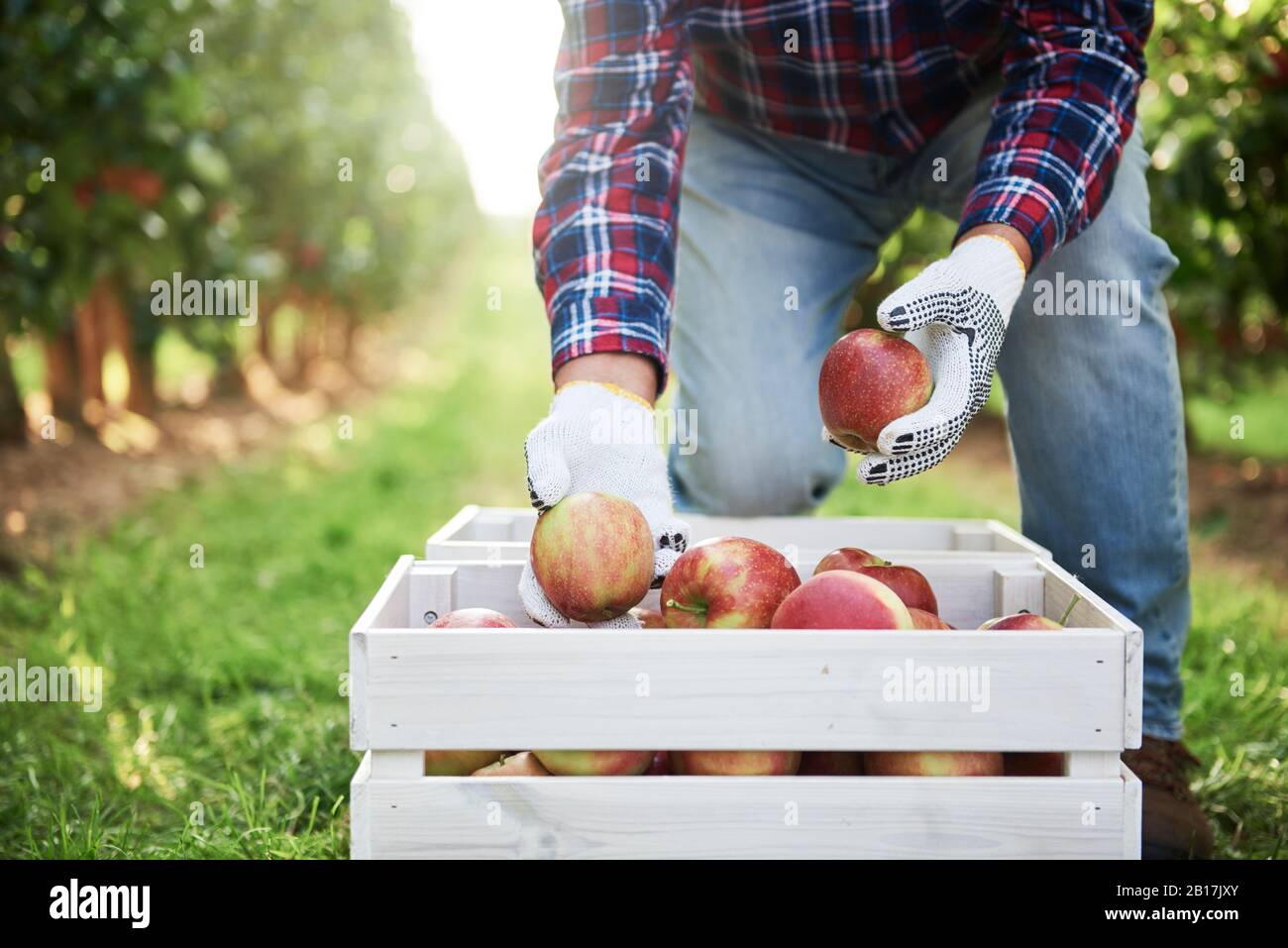 Obstbauer legt geerntete Äpfel in Kiste Stockfoto