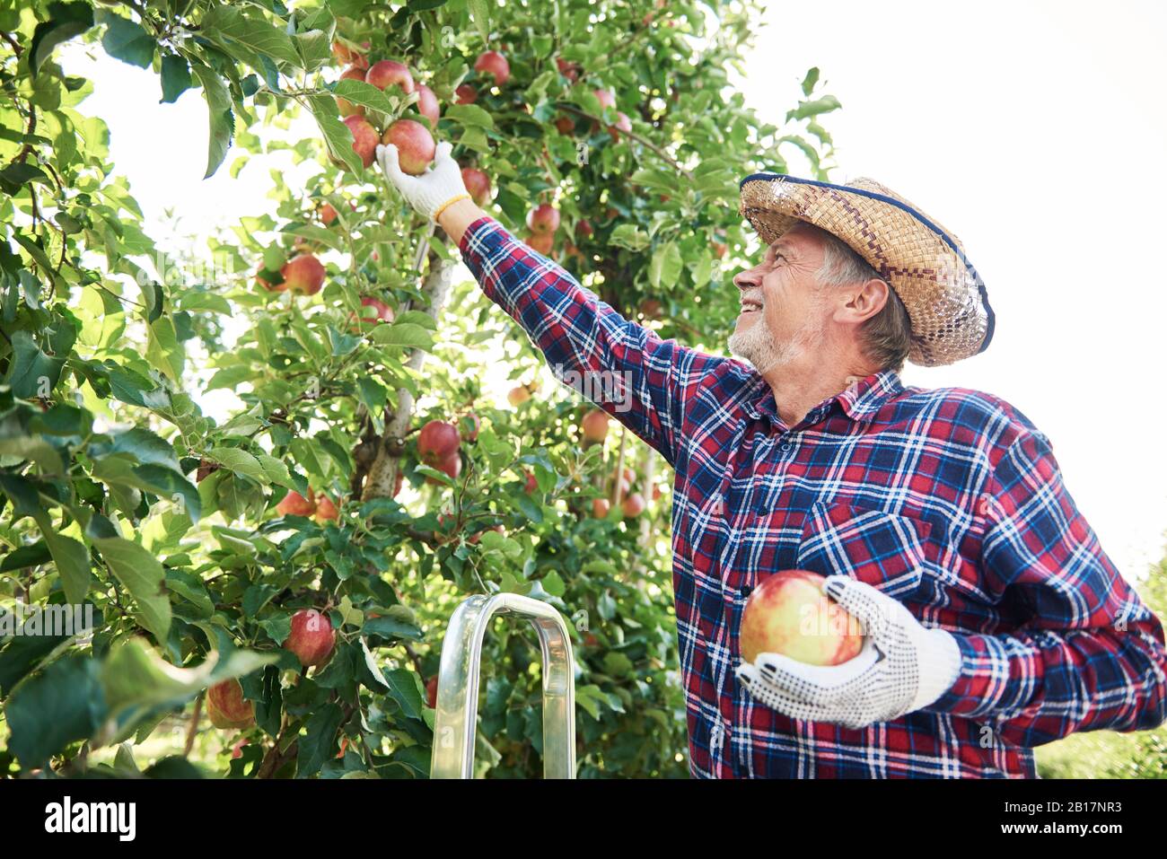 Obstbauer erntet Äpfel im Obstgarten Stockfoto