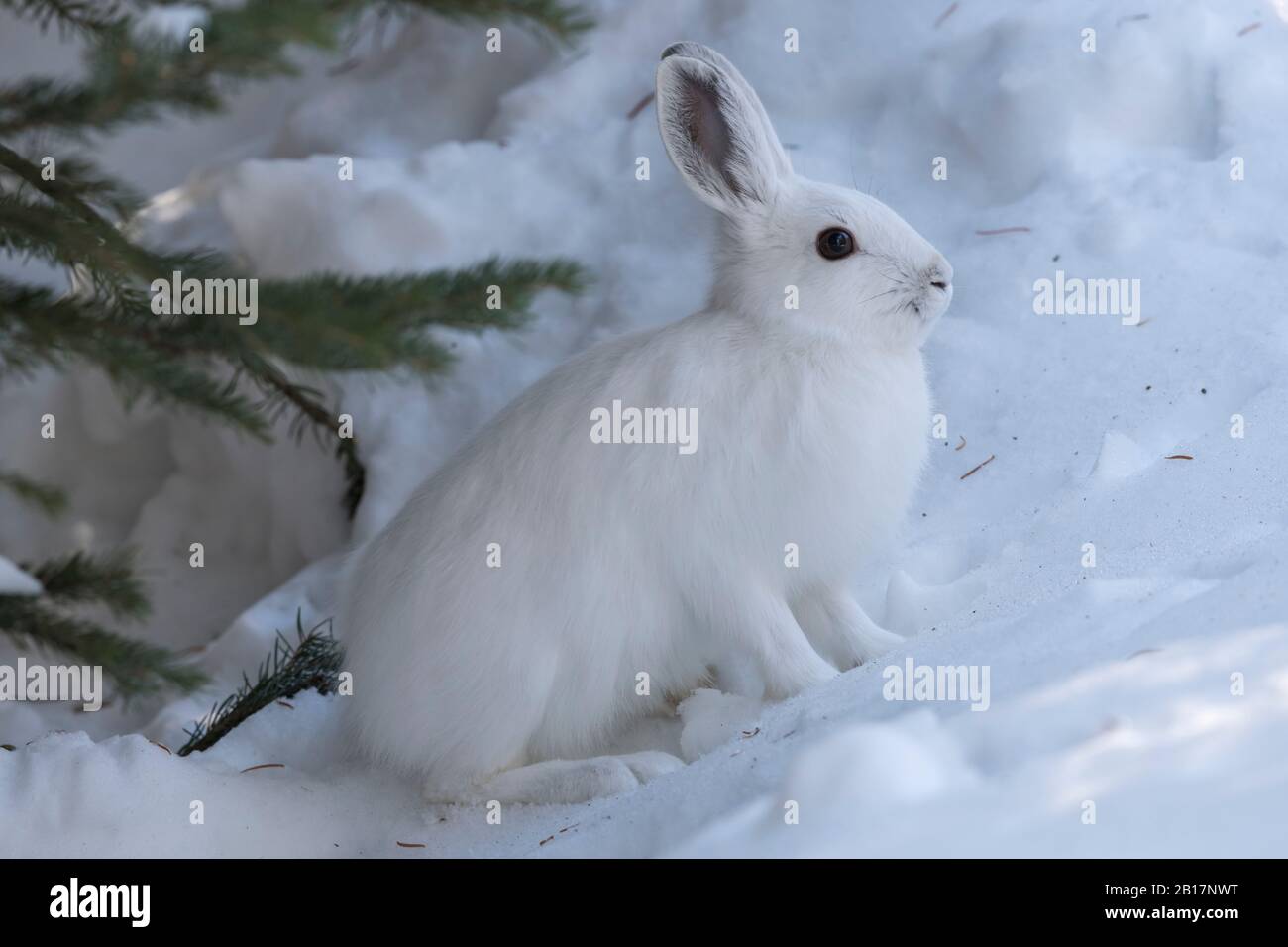 Schneeschuhhwandern im Winter Stockfoto