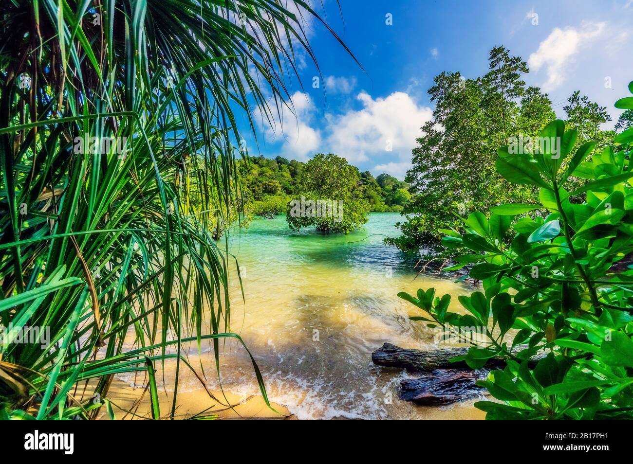 Indonesien, Bintan, Pflanzen am tropischen Strand Stockfoto