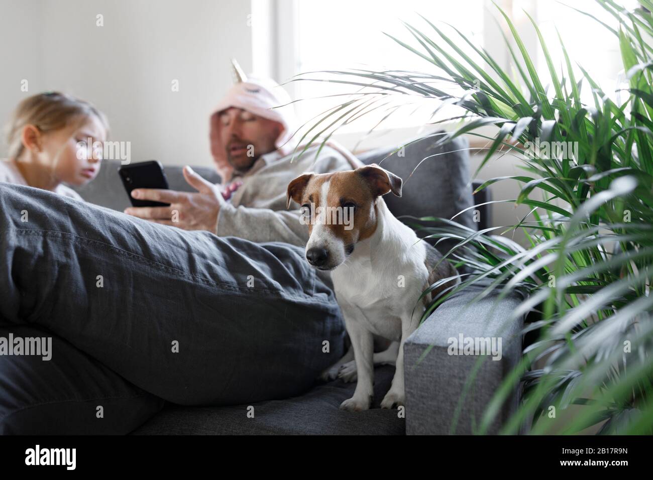 Porträt von Jack Russel Terrier, der zu Hause auf der Couch sitzt Stockfoto