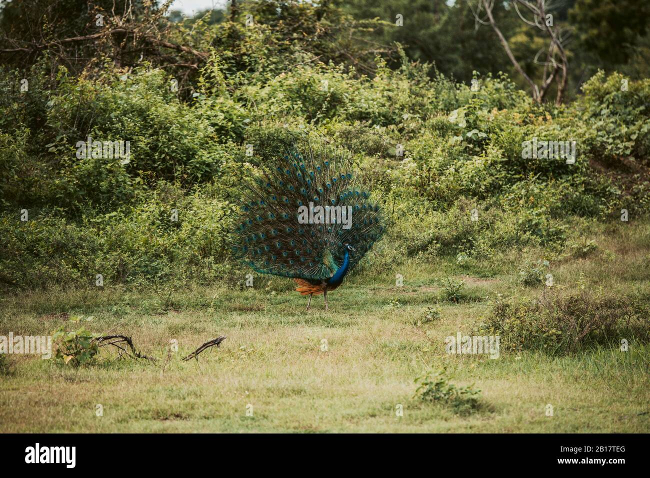 Sri Lanka, Sabaragamuwa Provinz, Udawalawe, Pfau auf Gras stehend mit ausgefächerten Schwanz Stockfoto