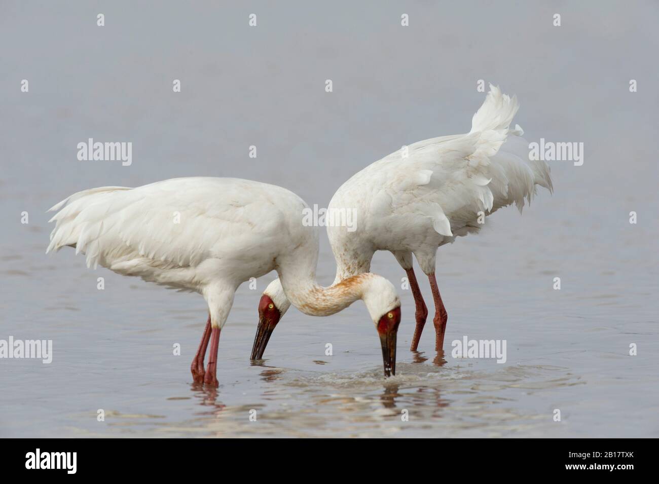 Sibirische Kraniche (Leucogeranus leucogeranus), die in der Wuxing Farm, Nanchang, im Poyang-Seebecken im ostmittelchinesischen Gebiet füttern Stockfoto