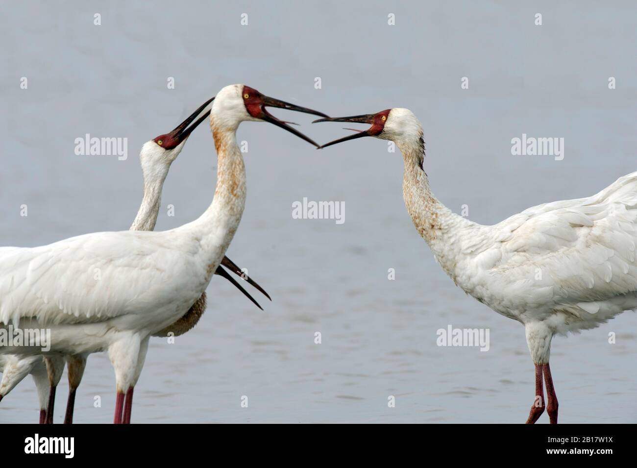 Sibirische Kraniche (Leucogeranus leucogeranus), die auf der Wuxing Farm in Nanchang im Poyang-Seebecken im ostmittelchinesischen Gebiet rufen Stockfoto