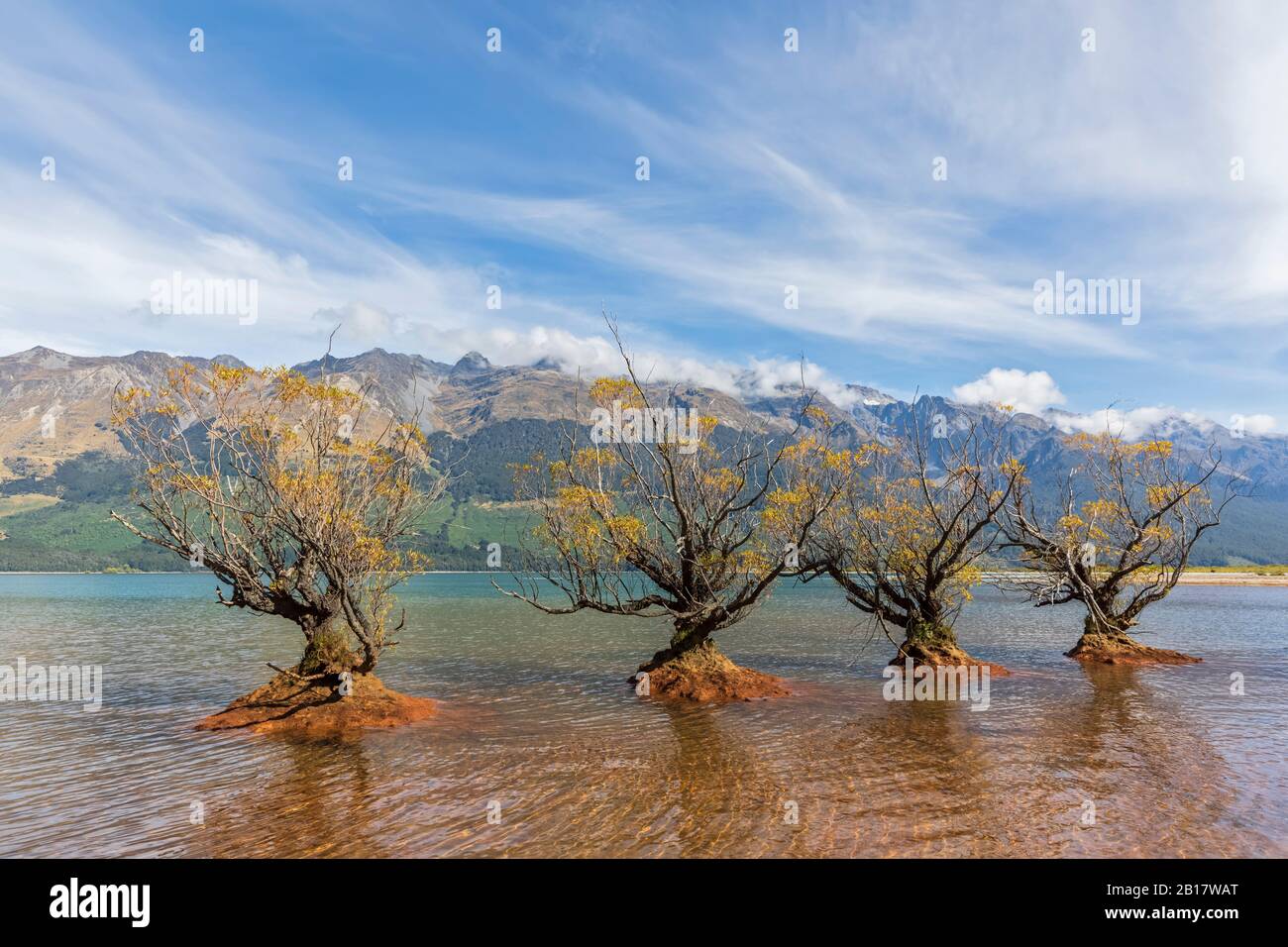 Neuseeland, Ozeanien, Südinsel, Otago, Neuseeland Alpen, Glenorchy, Weidenbäume wachsen im Lake Wakatipu Stockfoto