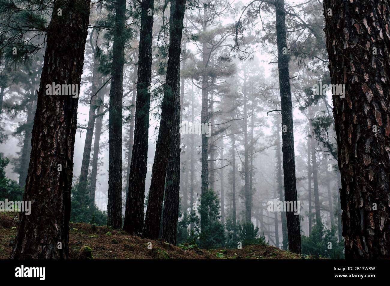 Spanien, Kanarische Inseln, Teneriffa, stiller nebliger Wald Stockfoto