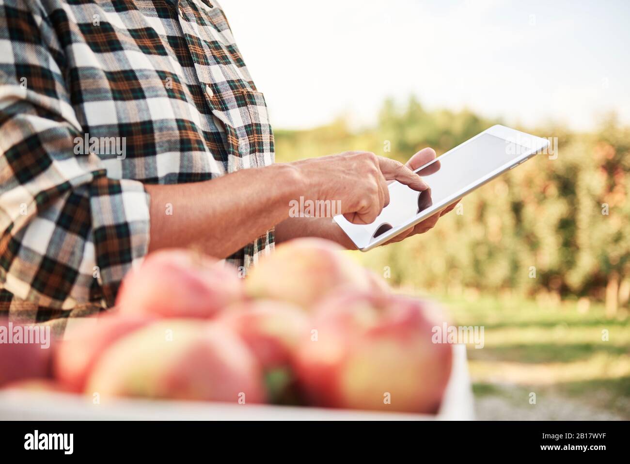 Obstbauer verwendet digitale Tablette in seinem apfelgarten Stockfoto