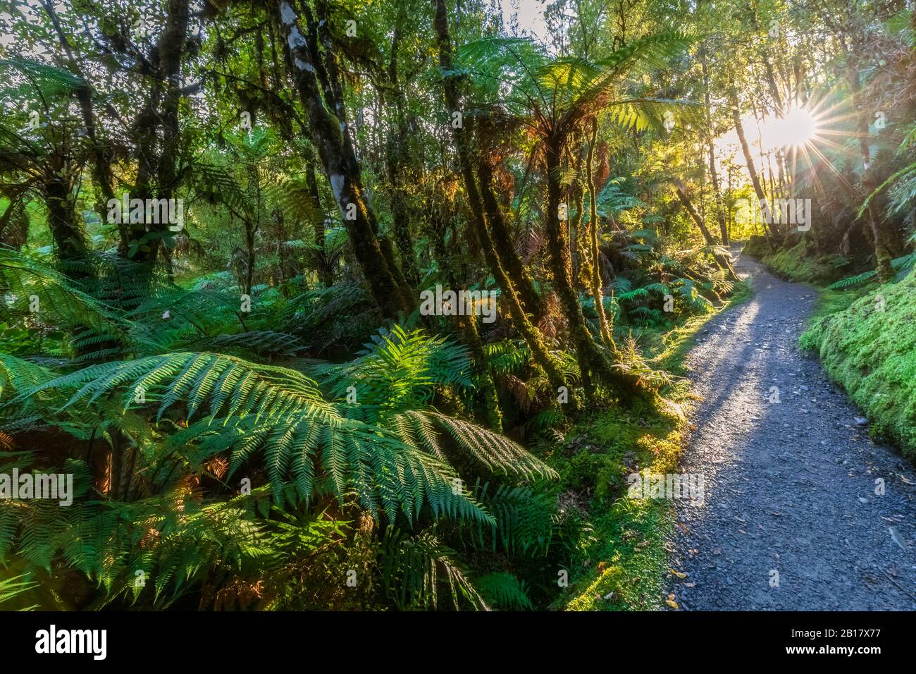 Neuseeland, Westland District, Fox Glacier, Sonne, die durch Zweige über Waldwanderweg im Westland Tai Poutini Nationalpark scheint Stockfoto