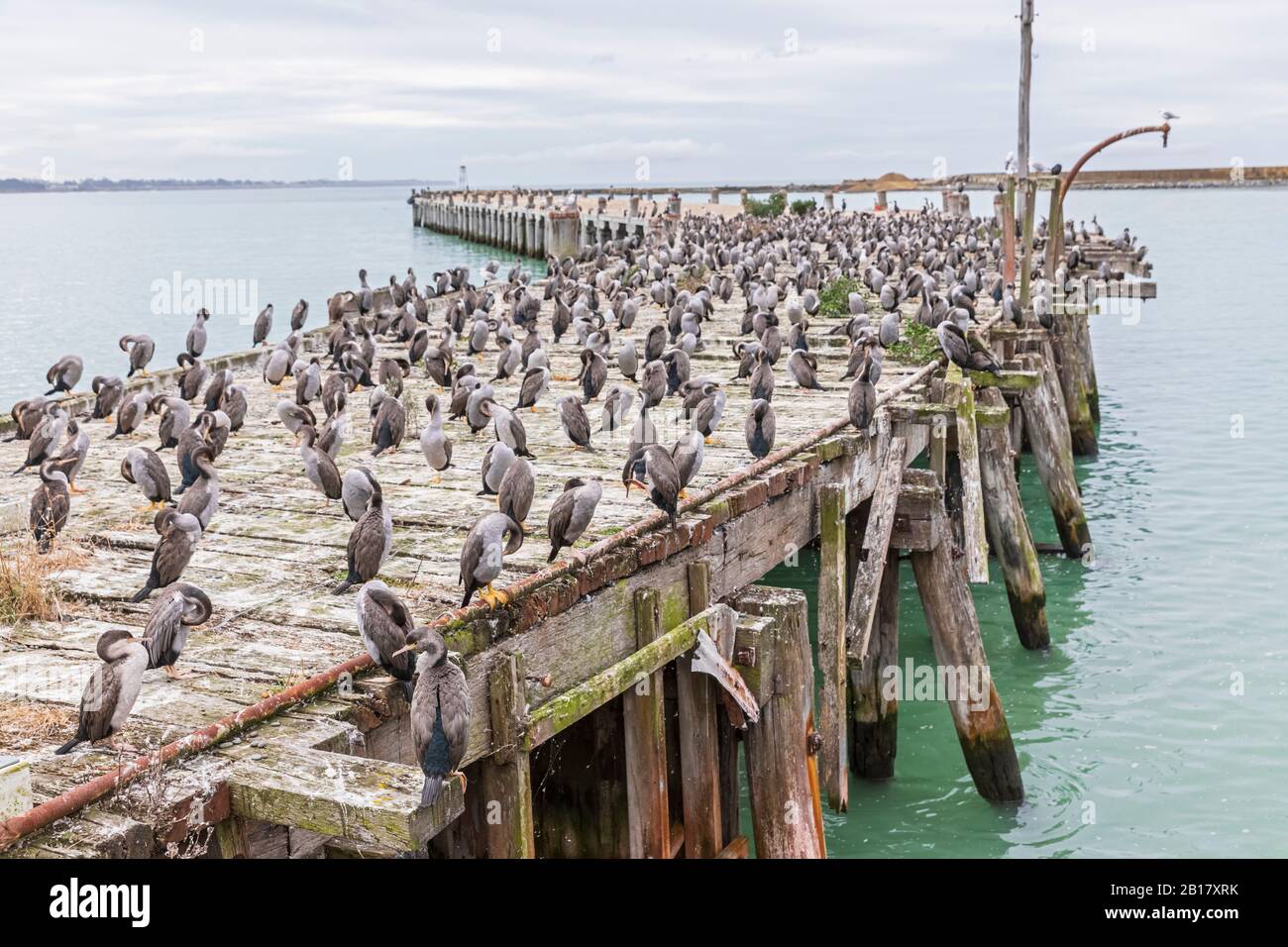 Ozeanien, Neuseeland, Südinsel, Southland, Otago, Oamaru, Sumpter Wharf, australische Phid Cormorants (Phalacrocorax varius) am Pier Stockfoto