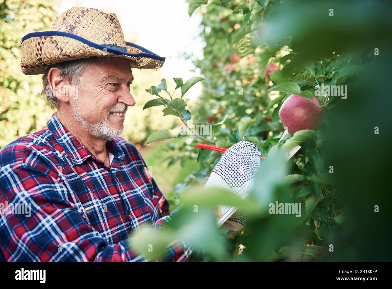 Obstbauer erntet Äpfel im Obstgarten Stockfoto