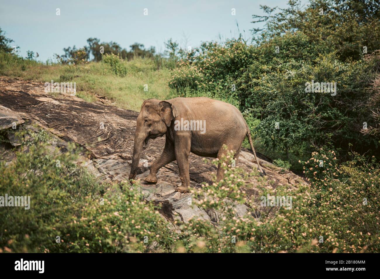 Sri Lanka, Sabaragamuwa Provinz, Udawalawe, Elefantenspaziergängen im Udawalawe Nationalpark Stockfoto