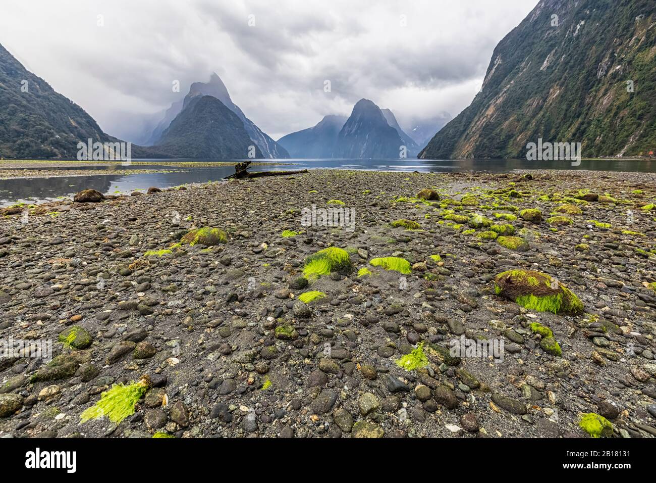 Neuseeland, Ozeanien, Südinsel, Southland, Fiordland National Park, Mitre Peak und Milford Sound Strand bei Ebbe mit grünen Algen auf Kieselsteinen Stockfoto
