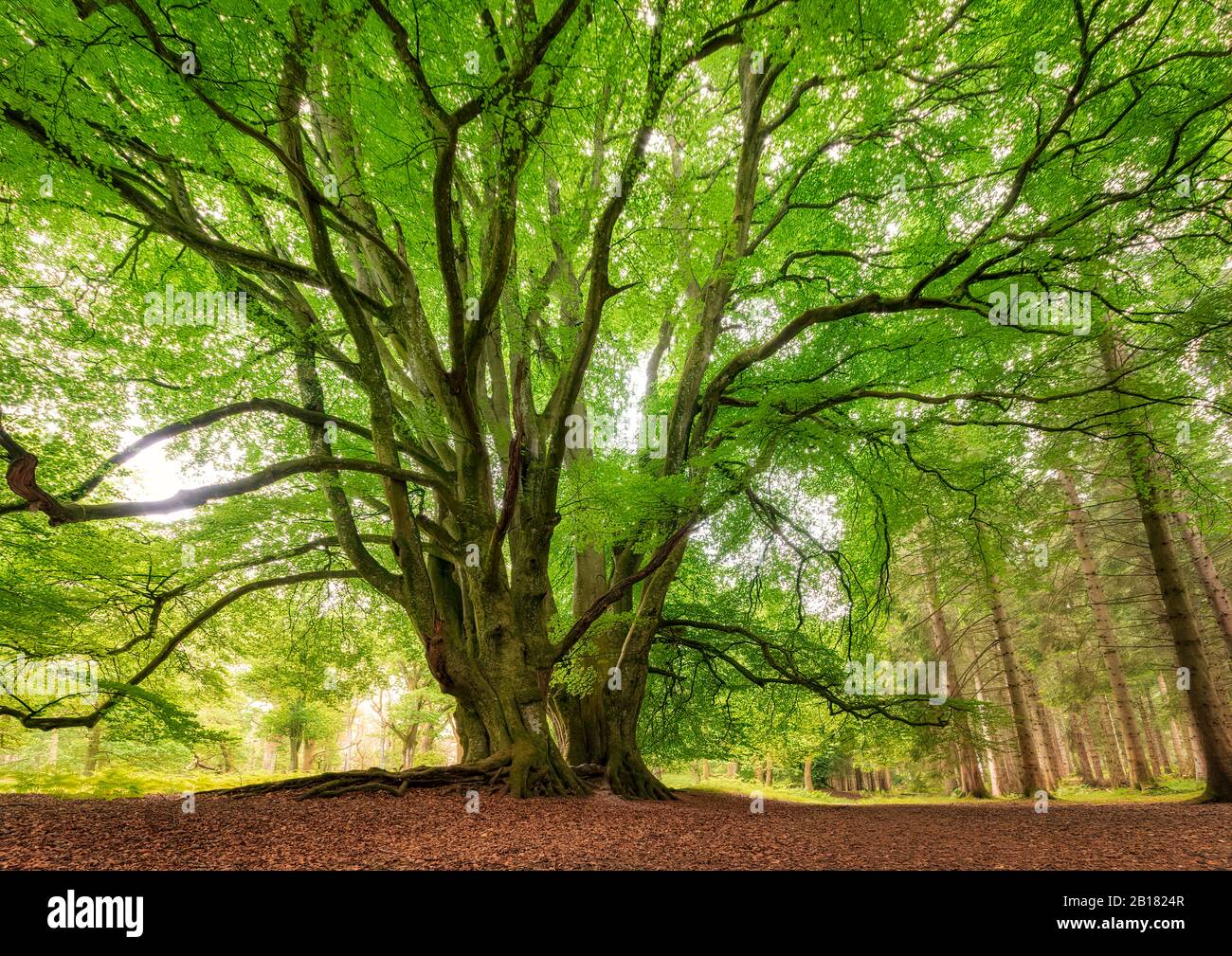 Schottland, Kinclaven Woods, Tree Stockfoto