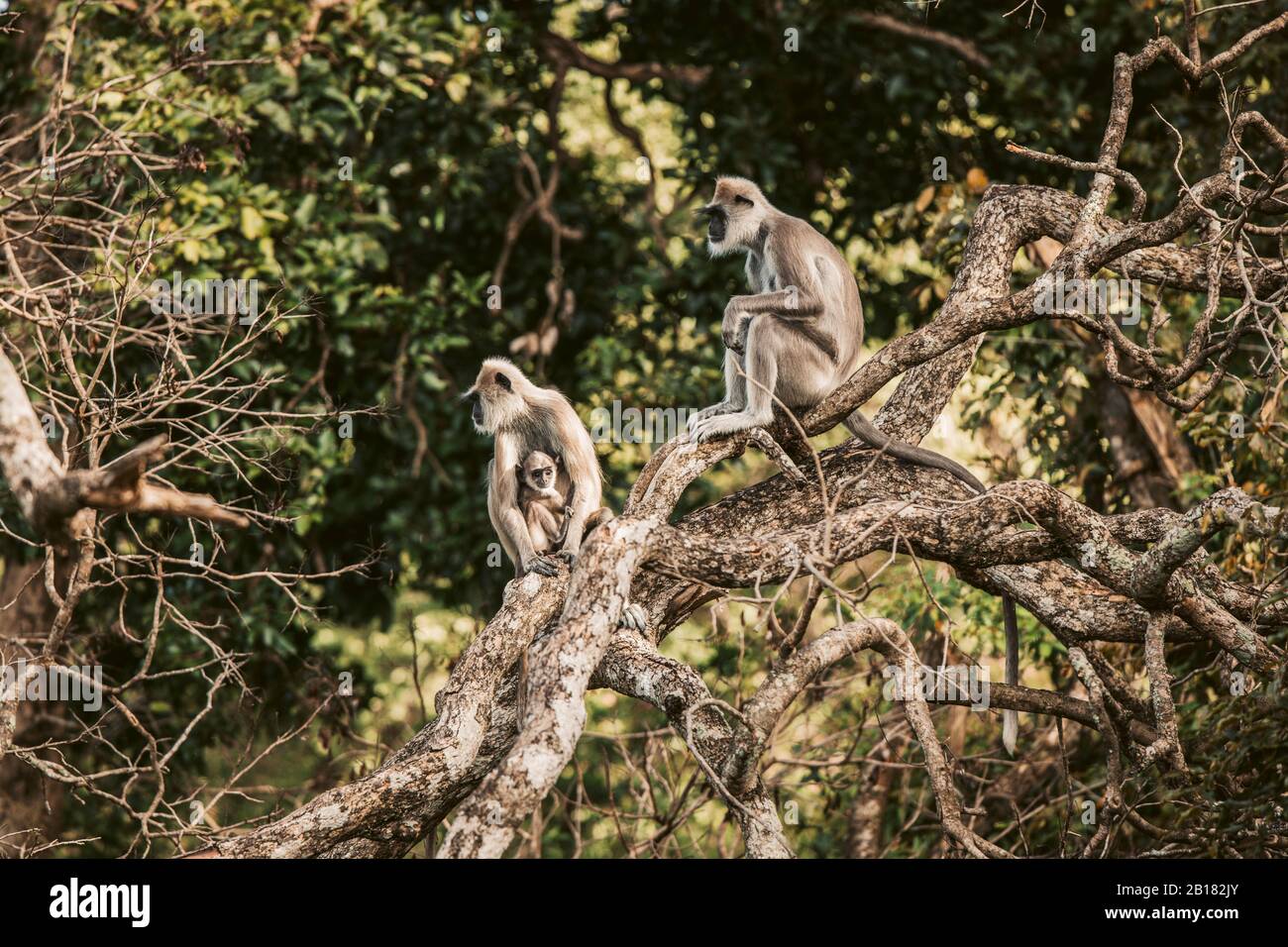 Sri Lanka, Sabaragamuwa Provinz, Udawalawe, Affenfamilie, die zusammen auf einem Ast sitzt Stockfoto