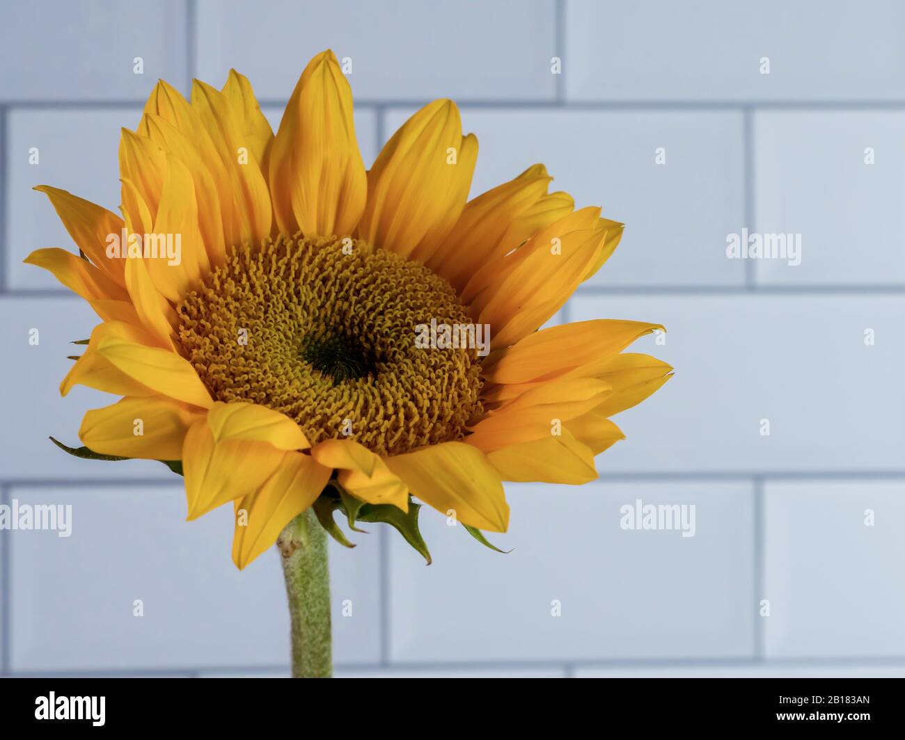 Gelbe Sonnenblumen blühen in der Makrofotografie dicht auf, die vor einem weißen U-Bahn-Fliesenhintergrund gedreht wurde. Stockfoto