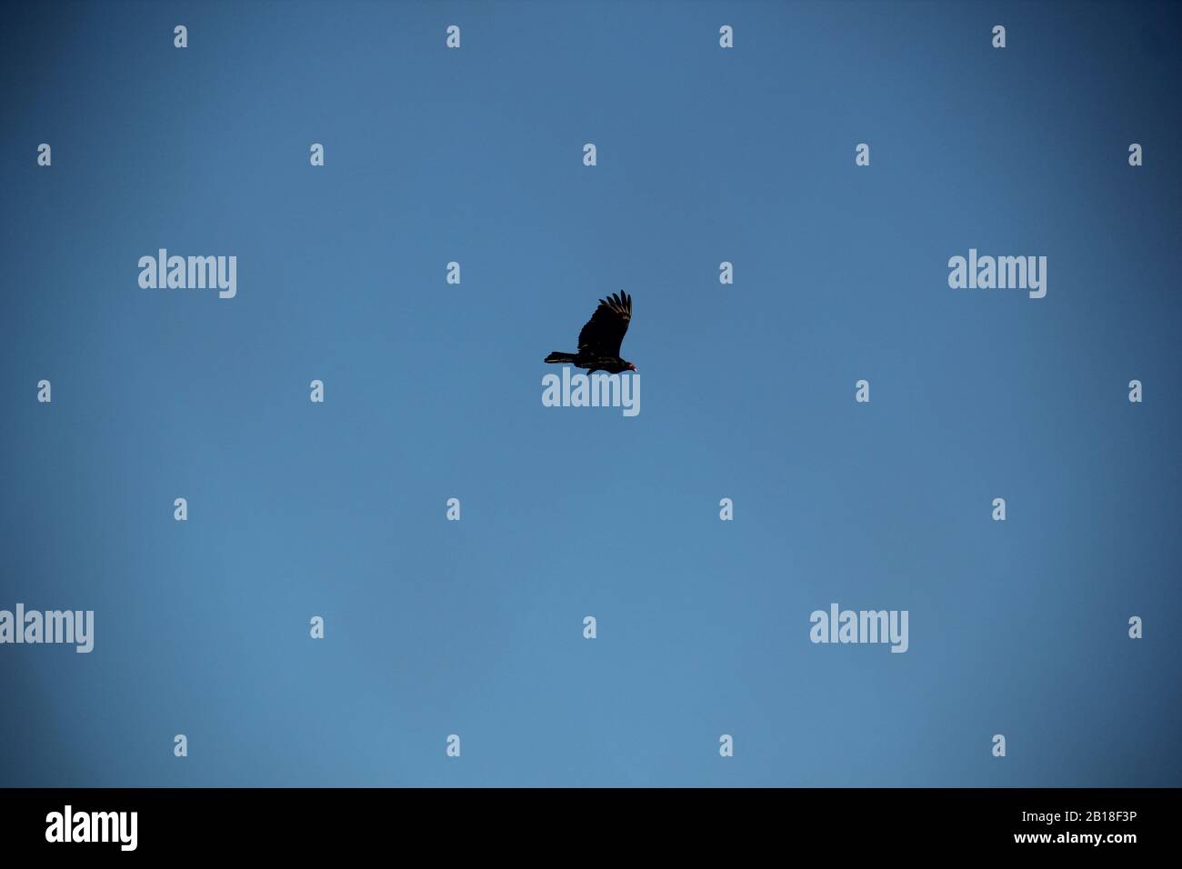 Einsamer Adler fliegt in den Himmel Stockfoto