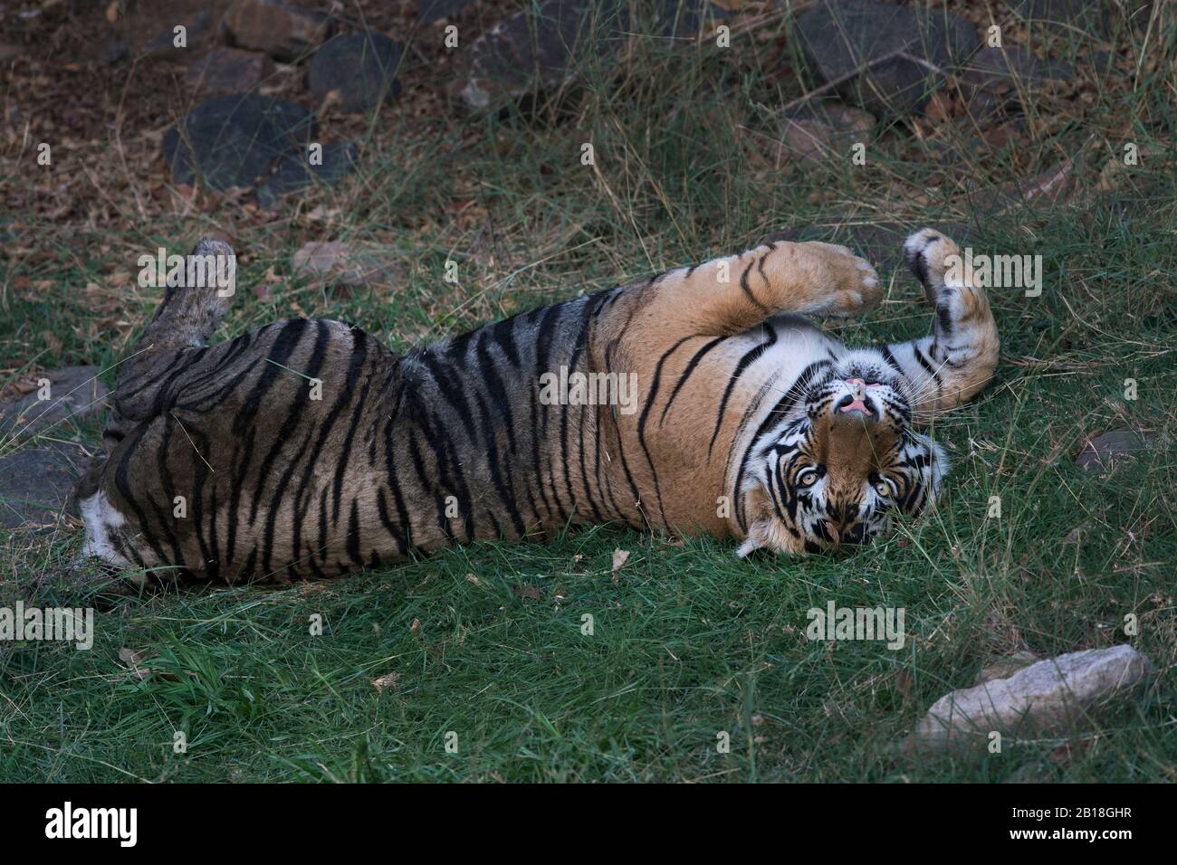 Das Bild des Tiger-Porträts (Panthera tigris) im Nationalpark Ranthambore, Rajasthan, Indien, Asien. Stockfoto