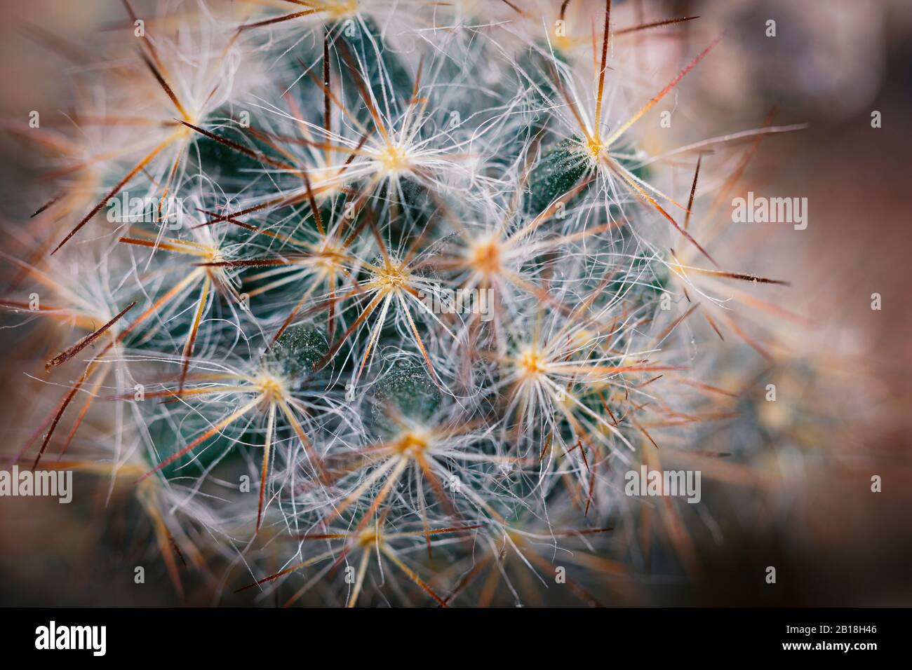 Stachelige Pflanze, Kakteenblume, Kakteenpflanze, Textur, grüner Kaktus, Makrofotografie Stockfoto