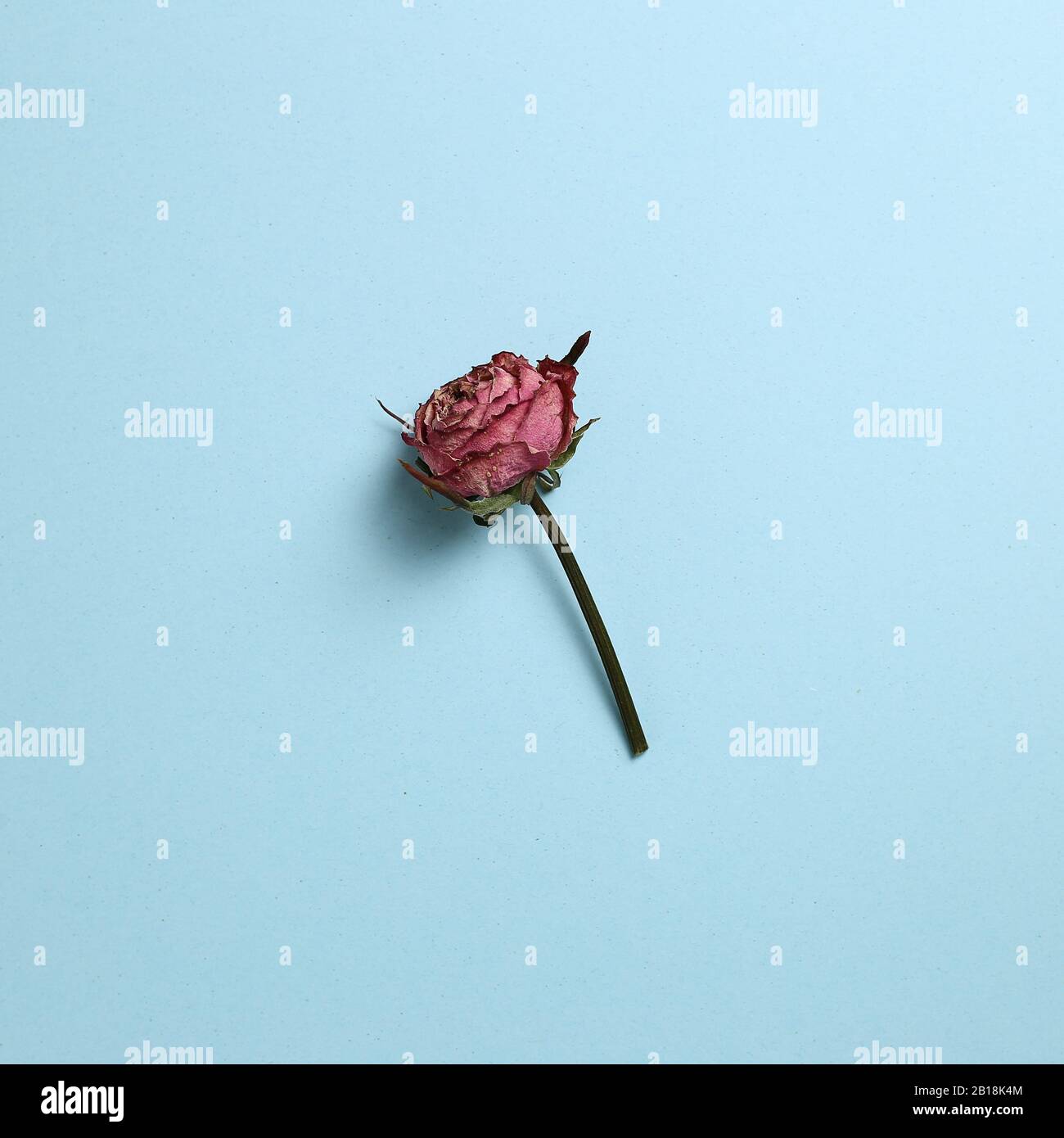 Getrocknete pinkfarbene violette Rosenbume auf himmelblauem Grund. Blumendesign, Draufsicht, Kopierbereich Stockfoto