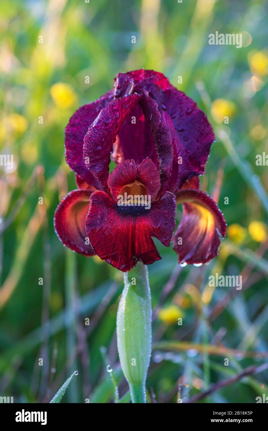 Blütenende lila Irisblume mit Taupunkeln an den Kronblättern bei sonniger Hintergrundbeleuchtung in der Nähe Stockfoto