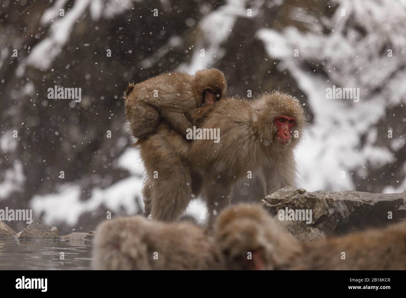 Shimotakai-Gun, Japan. Februar 2020. Mutter und Kind sind im Jigokudani Yaen-koen zu sehen.Jigokudani Yaen-koen wurde 1964 eröffnet und es ist bekannt, dass es der einzige Ort der Welt ist, an dem Affen in heißen Quellen baden. Der Jigokudani Yaen-koen (Höhe 850 m) liegt im Tal des Flusses Yokoyu, das aus Shiga-Kogen des Joshinetsu-Kogen-Nationalparks im nördlichen Teil der Präfektur Nagano stammt. Kredit: Takahiro Yoshida/SOPA Images/ZUMA Wire/Alamy Live News Stockfoto