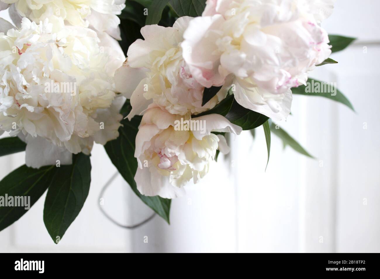 White and Pale Pink Ponies Arrangement Closeup. Hochzeit Feiertage Blumen. Stockfoto