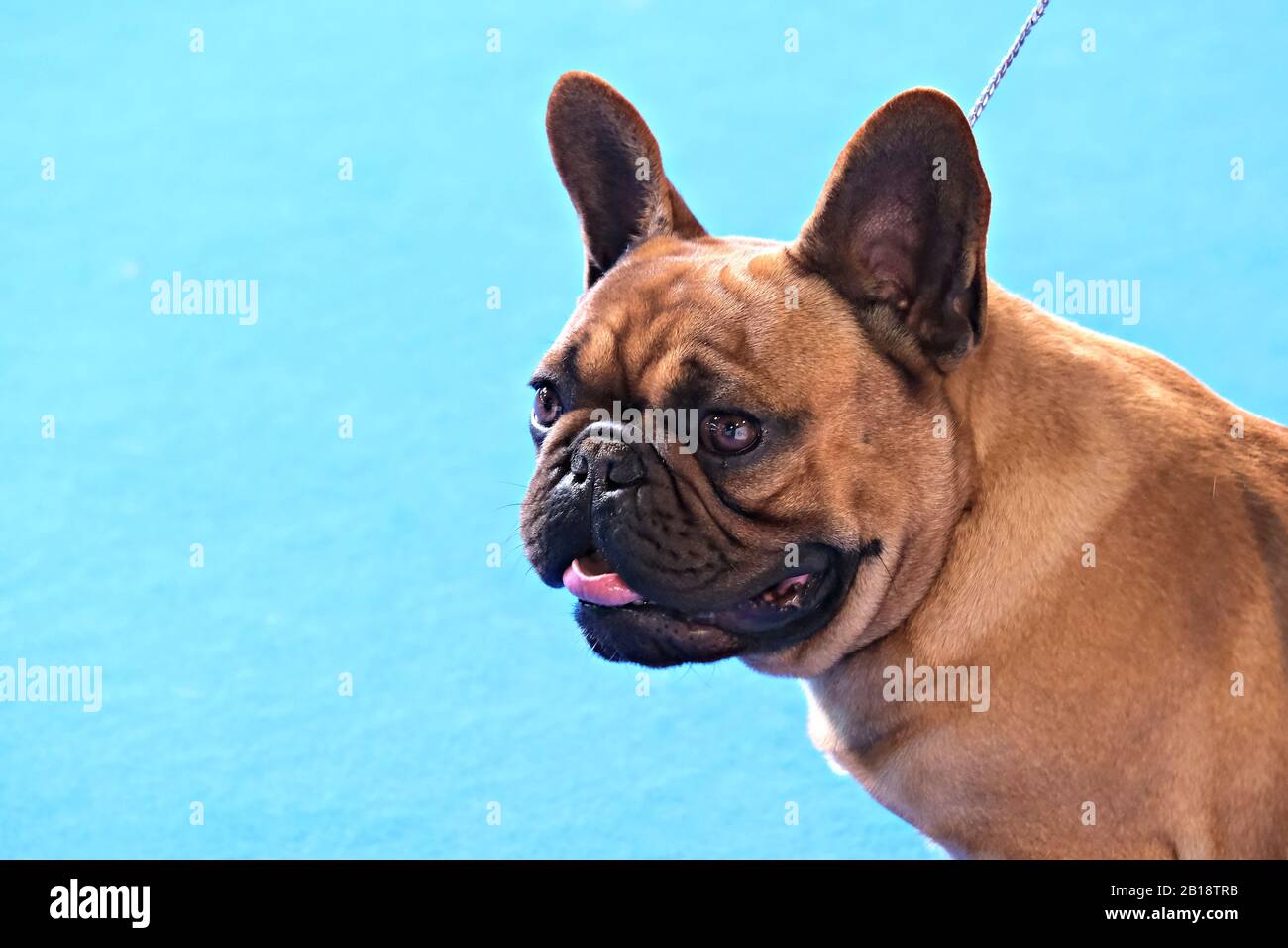 Portrait eines Pugs bei der Hundeschau Stockfoto