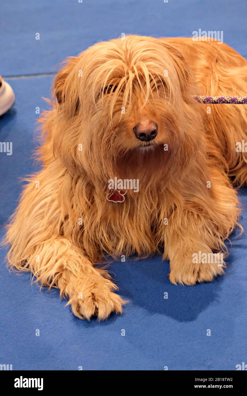Katalanischer Schaffenhund wartet auf seine Wendung Stockfoto