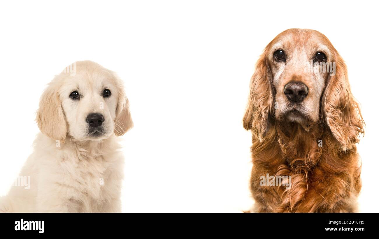 Porträt eines älteren Cocker Spaniel Hundes und eines jungen goldenen Retourenwelpen auf weißem Hintergrund Stockfoto