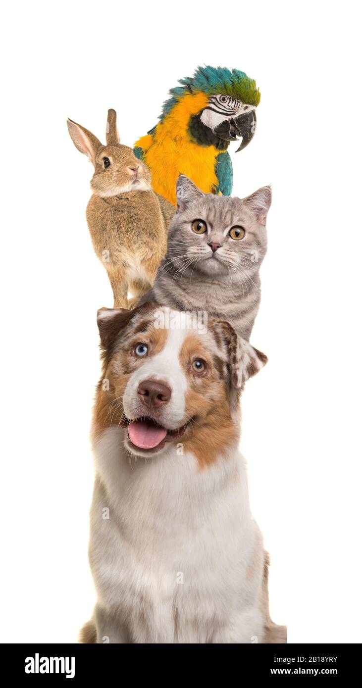 Portrait eines Hundes, einer Katze, eines Kaninchens und eines Papageiens stapelte sich senkrecht isoliert auf weißem Grund Stockfoto