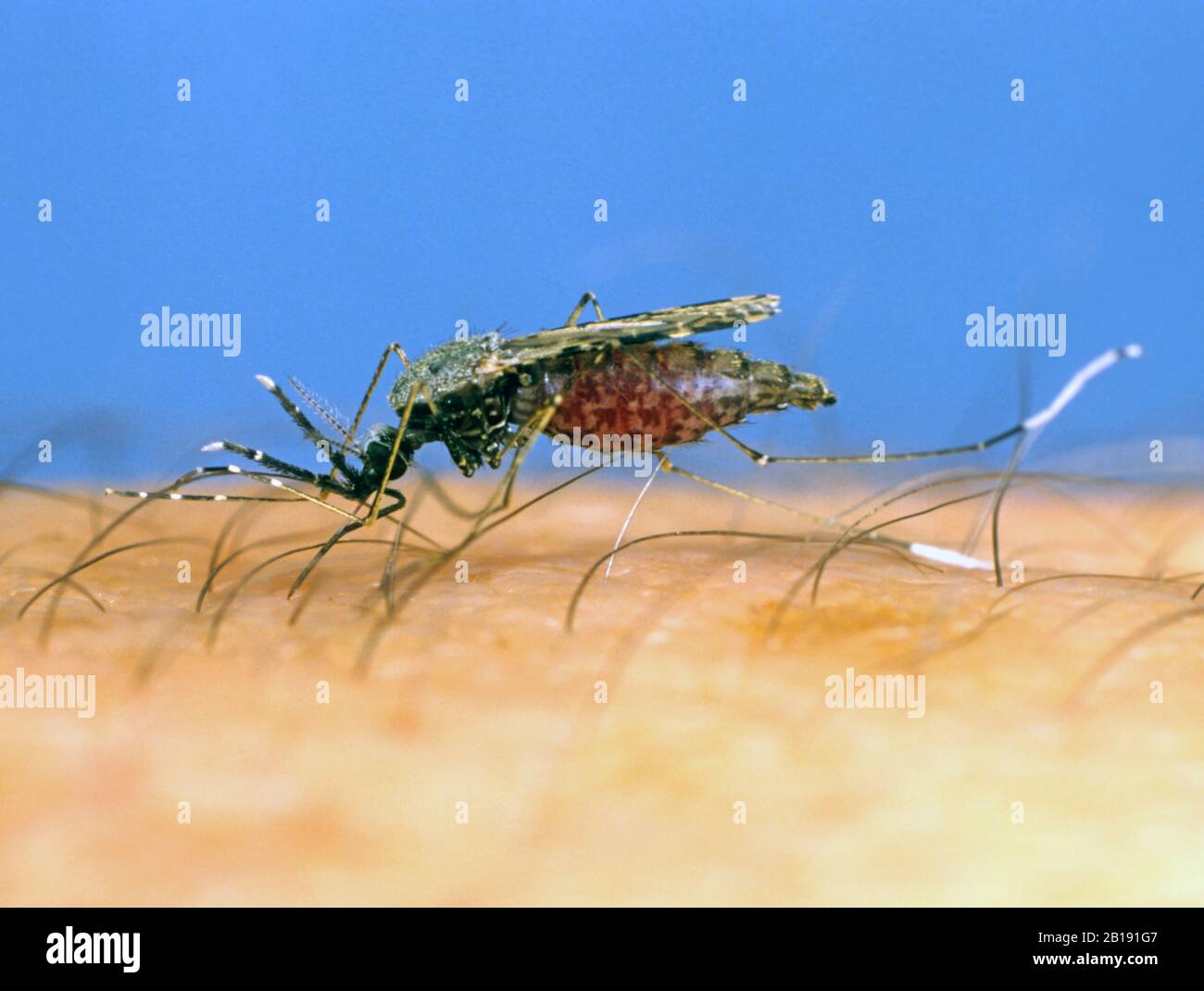 Südamerikanische Mücke (Anopheles albimanus) eine Malaria, die Vektor-Insekten-Fütterung auf Blut von einer menschlichen Hand überträgt Stockfoto