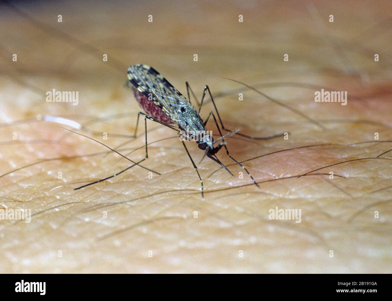 Südamerikanische Mücke (Anopheles albimanus) eine Malaria, die Vektor-Insekten-Fütterung auf Blut von einer menschlichen Hand überträgt Stockfoto
