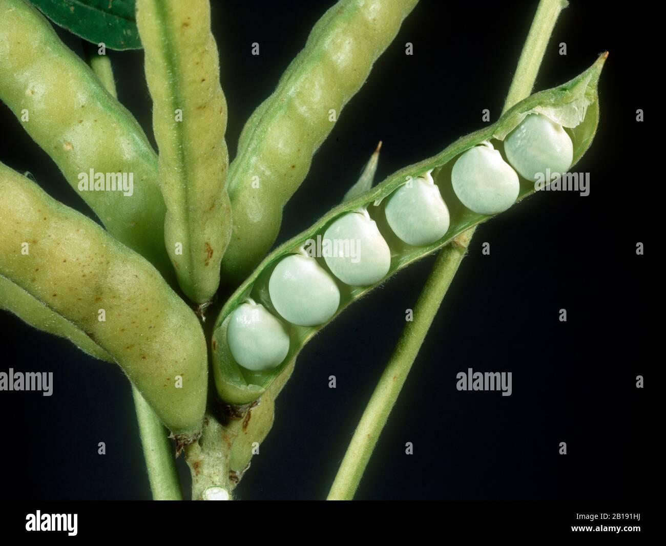 Ein Fruchtlupin (Lupinus albus) öffnete sich, um Samen zu zeigen, die als eiweißreiches Viehfutter oder beim Kochen verwendet werden können Stockfoto