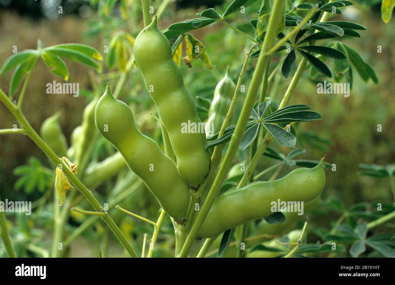 Ein Fruchtlupin (Lupinus albus) reifen Hülsen. Hülsenfrüchte können als eiweißreiche Viehfutter oder zum Kochen verwendet werden Stockfoto