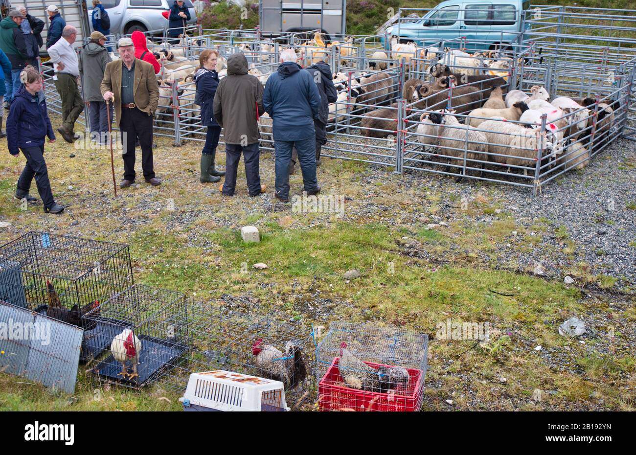 Schafe in Kugelhähnchen und Hühner in Käfigen für den Wettbewerb auf der North Harris Agricultural Show 2019, Tarbert, Isle of Harris, Äußere Hebriden, Schottland Stockfoto
