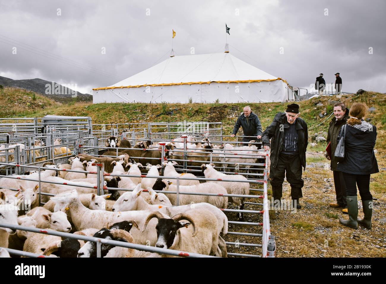 Schafe in Kugelschreiber warten auf die North Harris Agricultural Show, Tarbert, Isle of Harris, Äußere Hebriden, Schottland gerichtet werden Stockfoto