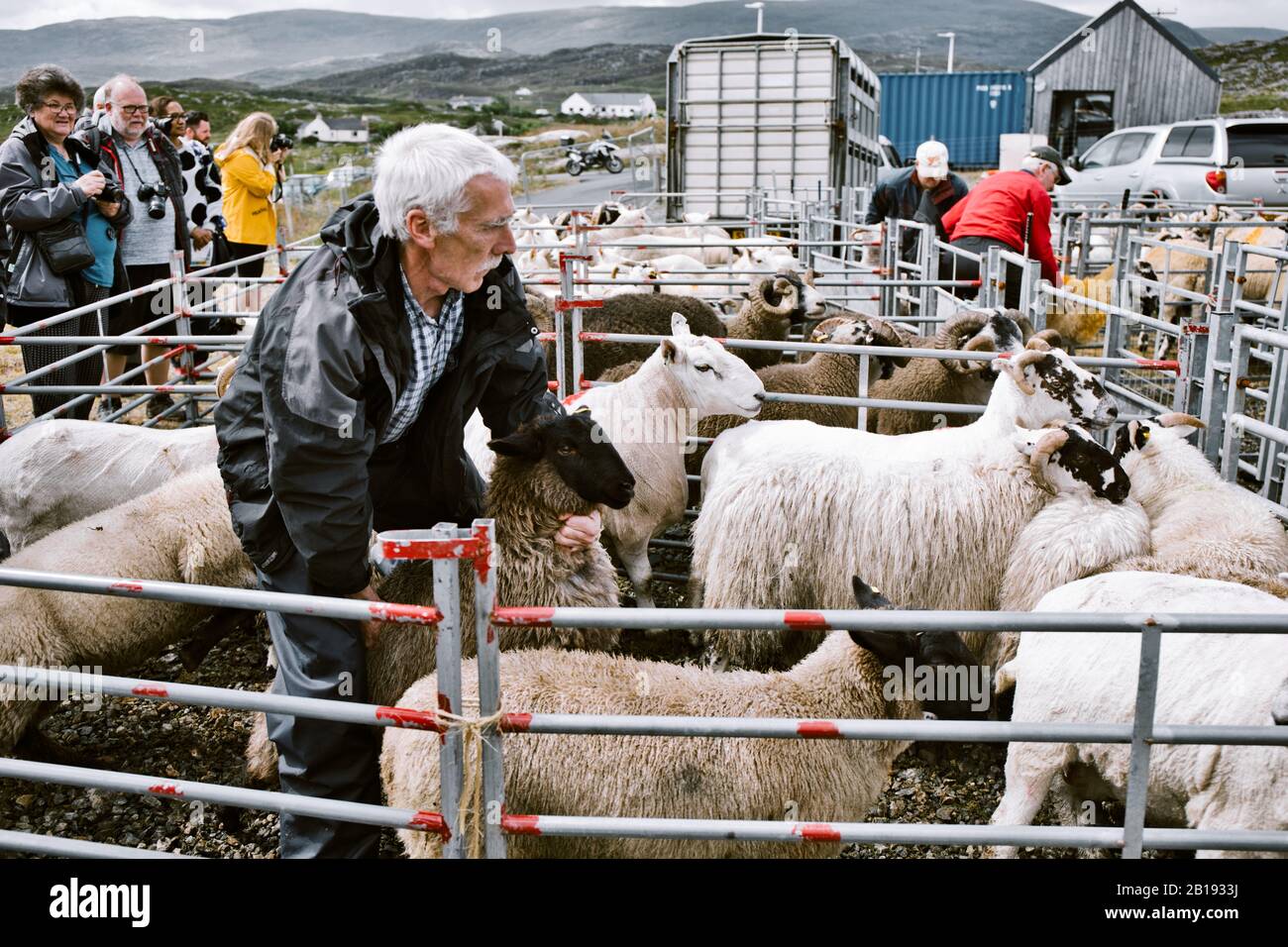 Farmer Fang Schafe in Stift auf North Harris Agricultural Show, Tarbert, Isle of Harris, Äußere Hebriden, Schottland Stockfoto