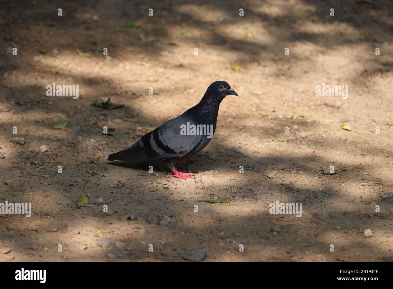 Eine Taube unter dem Baumschatten im Sommer, Konzept für den Sommer Stockfoto