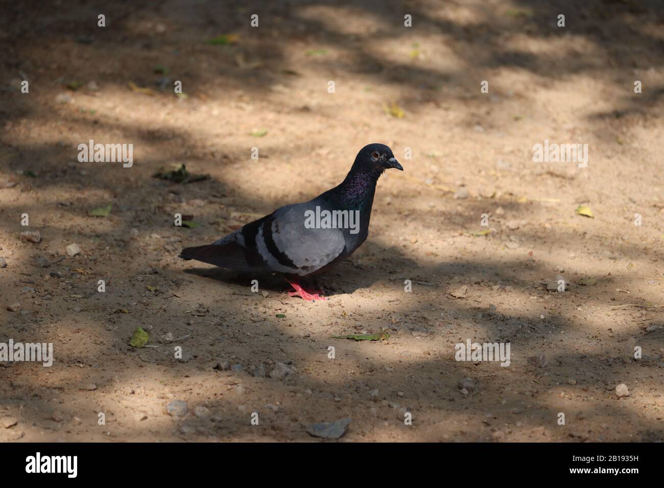 Eine Taube unter dem Baumschatten im Sommer, Konzept für Sommer, Taubenvogel Stockfoto