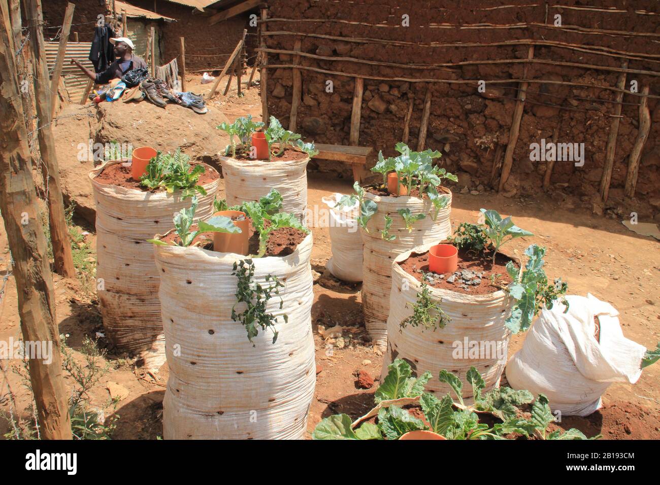 Kibera, Nairobi, Kenia - 13. Februar 2015: Der Anbau von Gemüse in Erdpacks in Nairobi Slums ist einer der ärmsten Orte Afrikas. Stockfoto