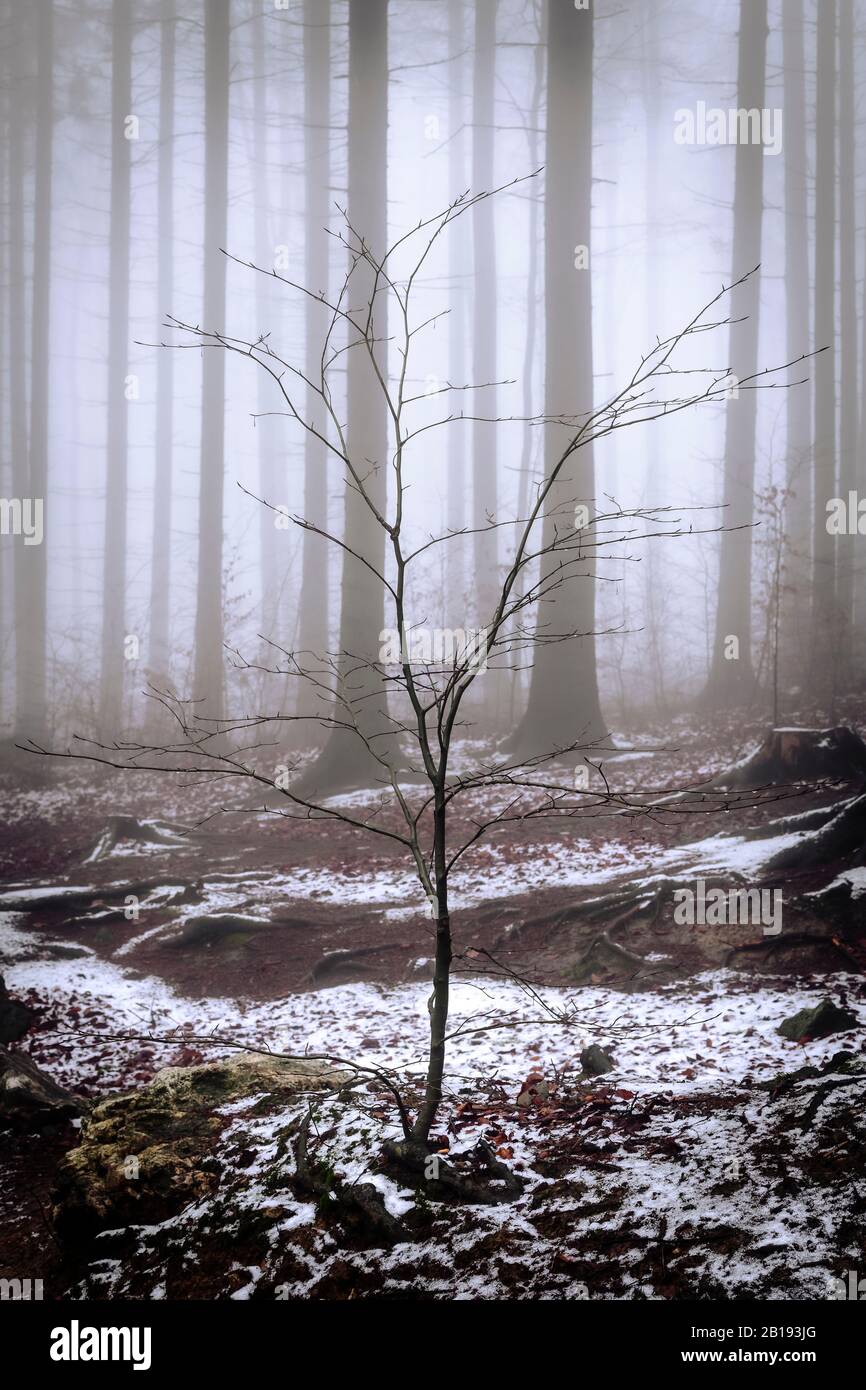 Winter Waldlandschaft Stockfoto