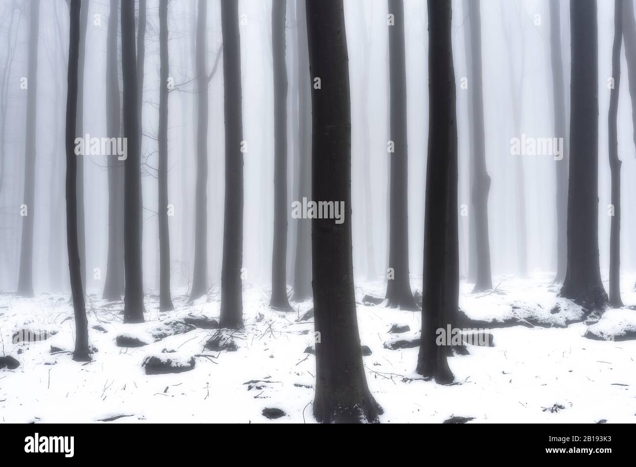 Winter Waldlandschaft Stockfoto