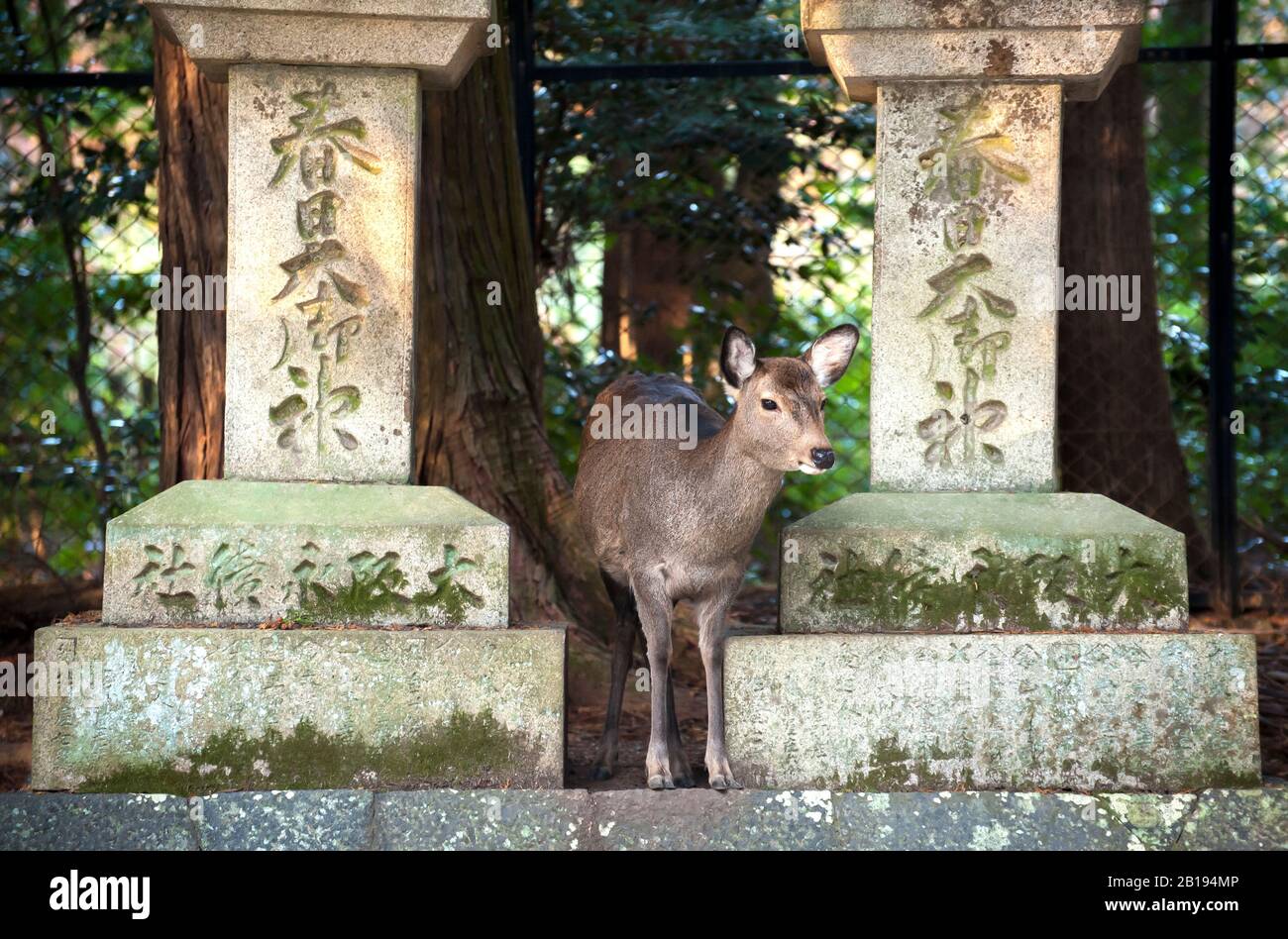 Zwischen zwei Steinlaternen am Kasuga Taisha Shrine, Nara Park, Japan, stehende Wildhirsche Stockfoto