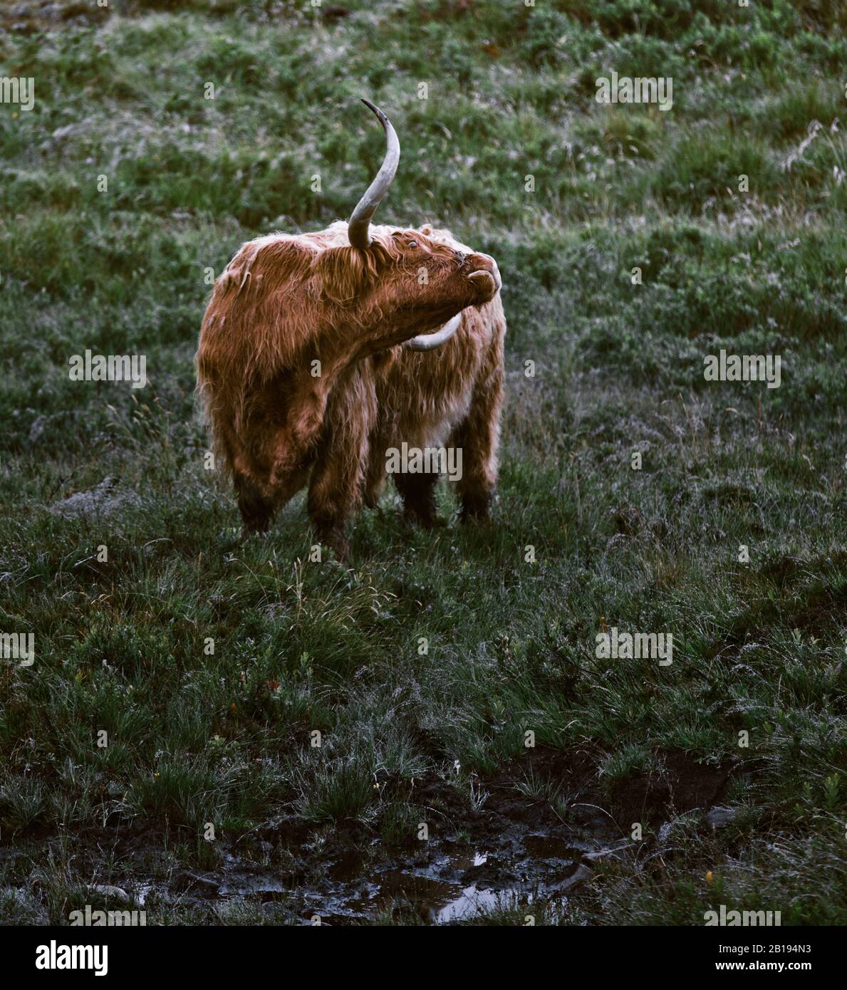 Highland Rinder bei Sonnenaufgang, Ardnamurchan Halbinsel, Lochaber, Highland, Schottland Stockfoto