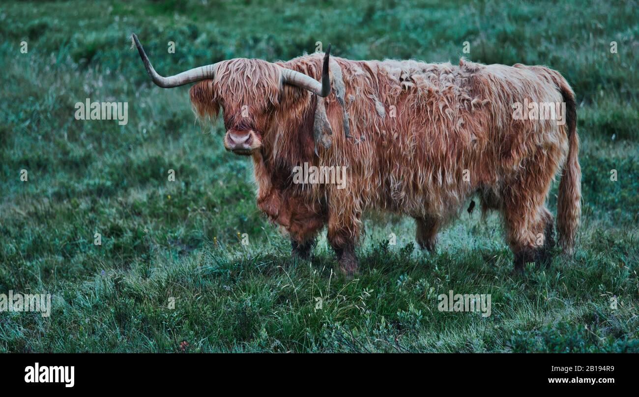 Highland Rinder bei Sonnenaufgang, Ardnamurchan Halbinsel, Lochaber, Highland, Schottland Stockfoto